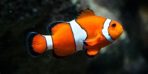 what fish is nemo